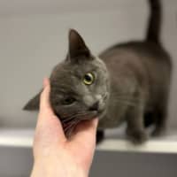 Photo of Vesper