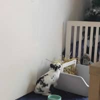 Photo of Hummingbird