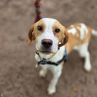 Photo of Goose