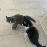 Photo of Jagga Meet Me@Petstock Keysborough Store