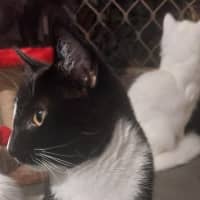 Photo of Checkers