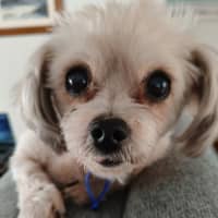 Photo of Cuddles   13 Year Old Shih Tzu