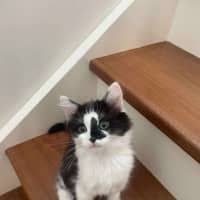 Photo of Nigel   On Display At Vets On Parker