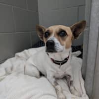 Photo of Patches