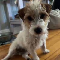 Photo of Benji