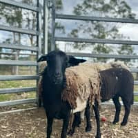 Photo of Lord & Lady Fluffington & Fluffer Nutter. 