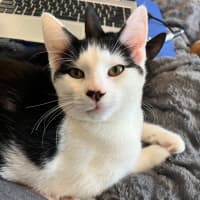 Photo of Sam Sam *9 Lives Project Rescue*