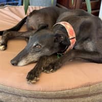 Photo of Chloe, The Greyhound