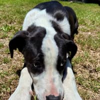 Photo of Bill   5 Month Old Mixed Breed