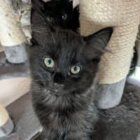 Photo of Atlas