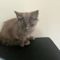Photo of Stormy 