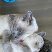 Photo of Ollie & Kobe