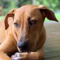 Photo of Brittany *$250 Adoption Fee*