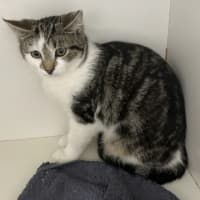 Photo of Olive