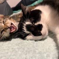 Photo of Stitch *9 Lives Project Rescue*