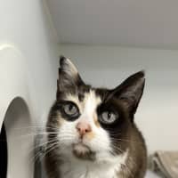 Photo of Tilly