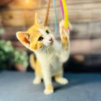 Photo of Snappa   Meet Me At Vets On Parker