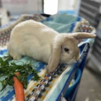 Photo of Hollandaise 