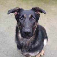 Photo of Twistie