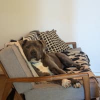 Photo of Diesel