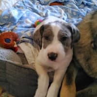 Photo of Honey Queen