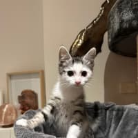 Photo of Moxie