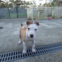 Photo of Kurnell On Hold Adoption Pending