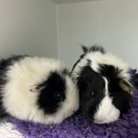 Photo of Kiwi