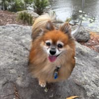 Photo of Chewbacca