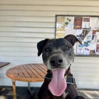 Photo of Shadow