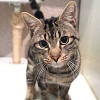 Photo of Tigger