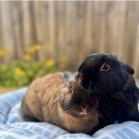 Photo of Topaz & Midnight 