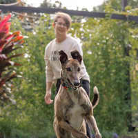 Photo of Candy 🍭   The Greyhound