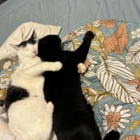 Photo of Frank   Located In Preston