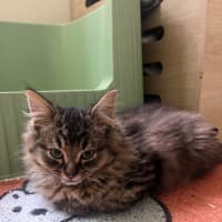 Photo of Percy