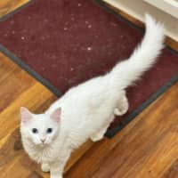 Photo of Duchess