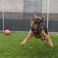 Photo of Sarge