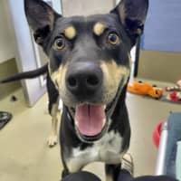 Photo of Banjo