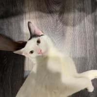 Photo of Moose