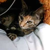 Photo of Cookie