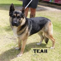Photo of Teah