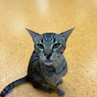 Photo of Sooky Teddy