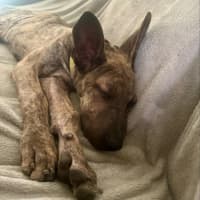 Photo of Tank (8872)