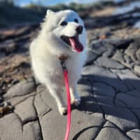 Photo of Silas 