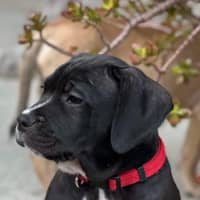 Photo of Zuko   9 Week Old Staffy X
