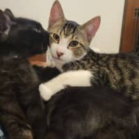 Photo of Mambo & Bolero   In Foster Care In Coburg