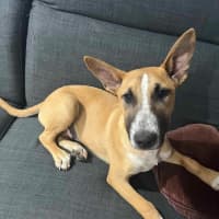 Photo of Peanut