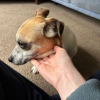 Photo of Shadow Quinell