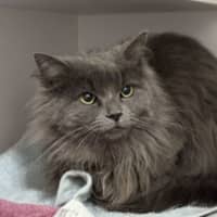 Photo of Libby