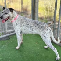 Photo of Sadie 